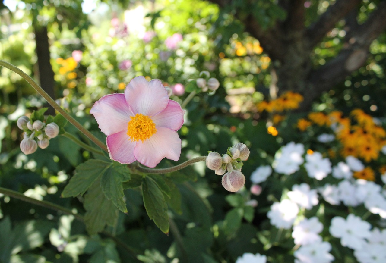 flower blossom botanical free photo