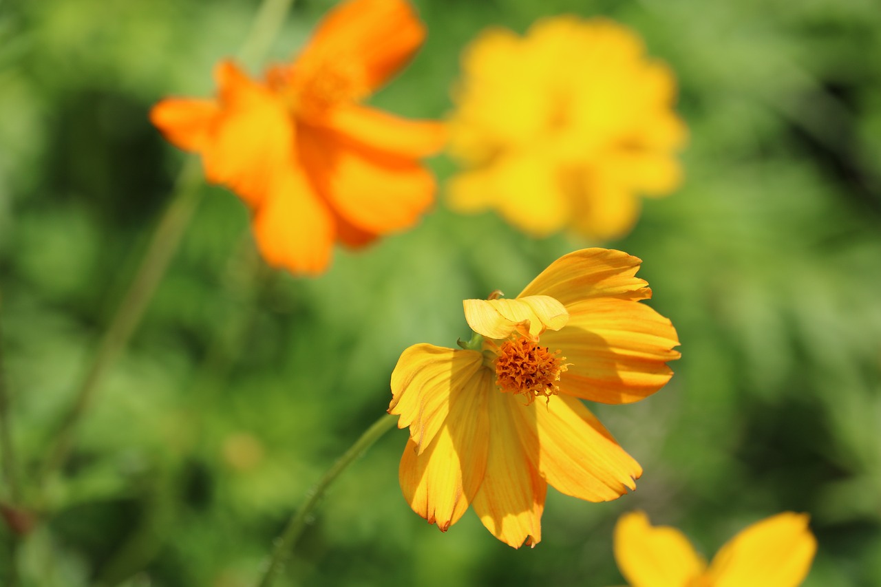 flower yellow marigold free photo