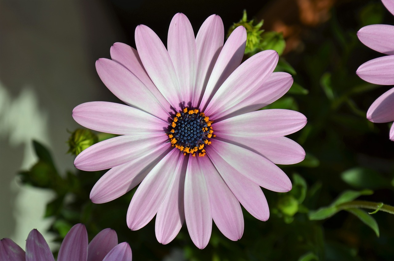 flower chamomile basement macro free photo