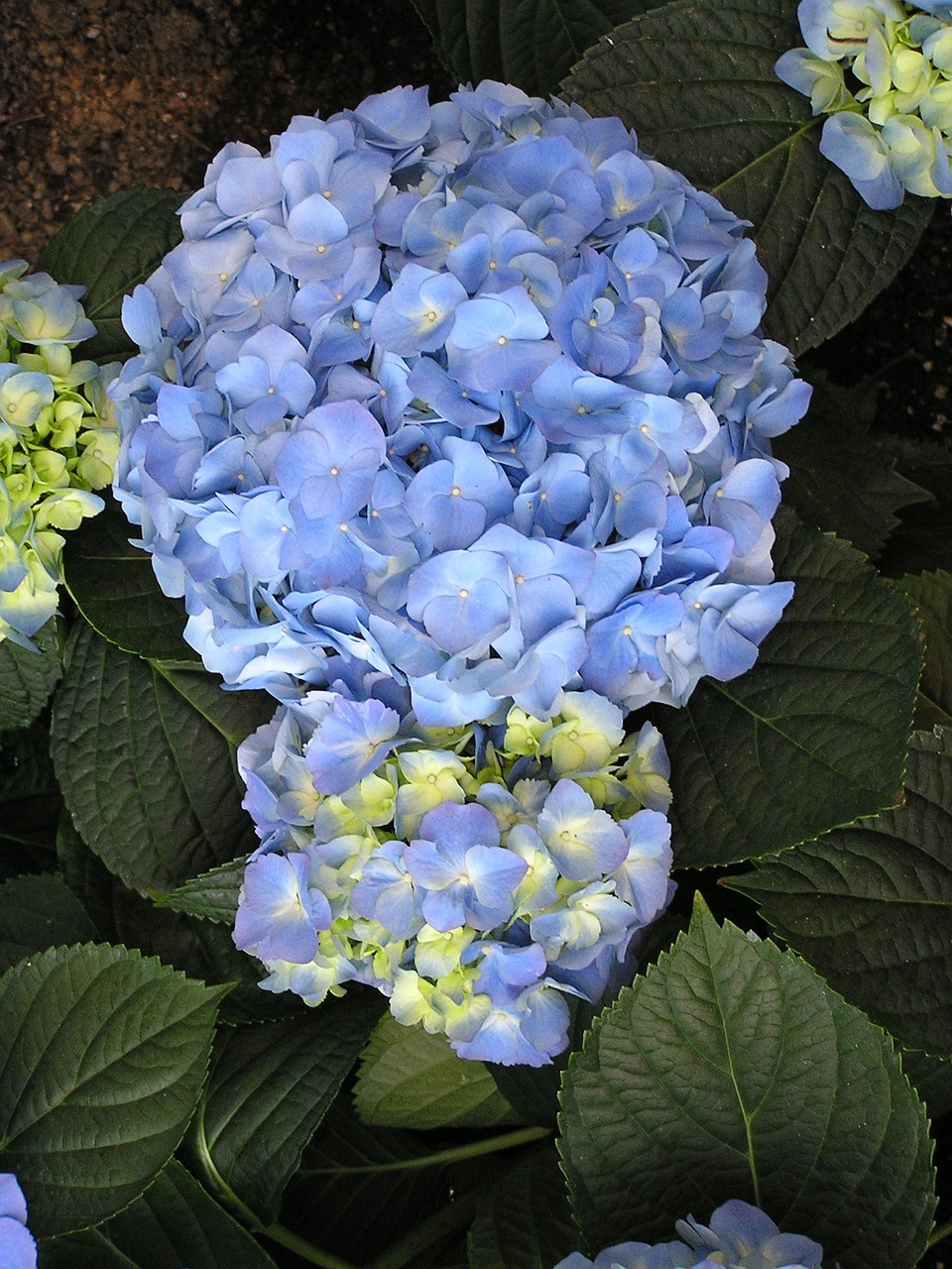 flower plant blue free photo