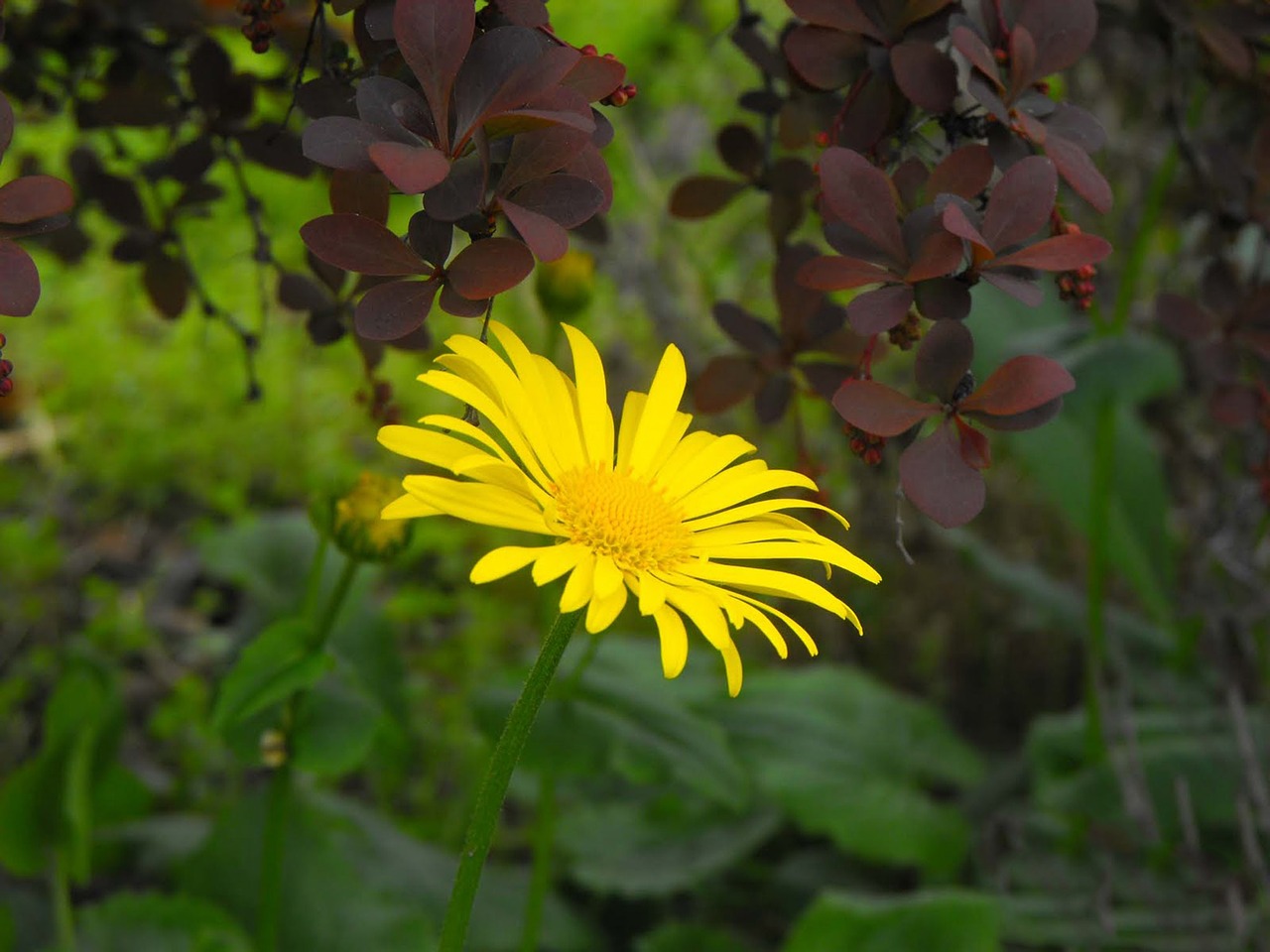 flower plant nature free photo