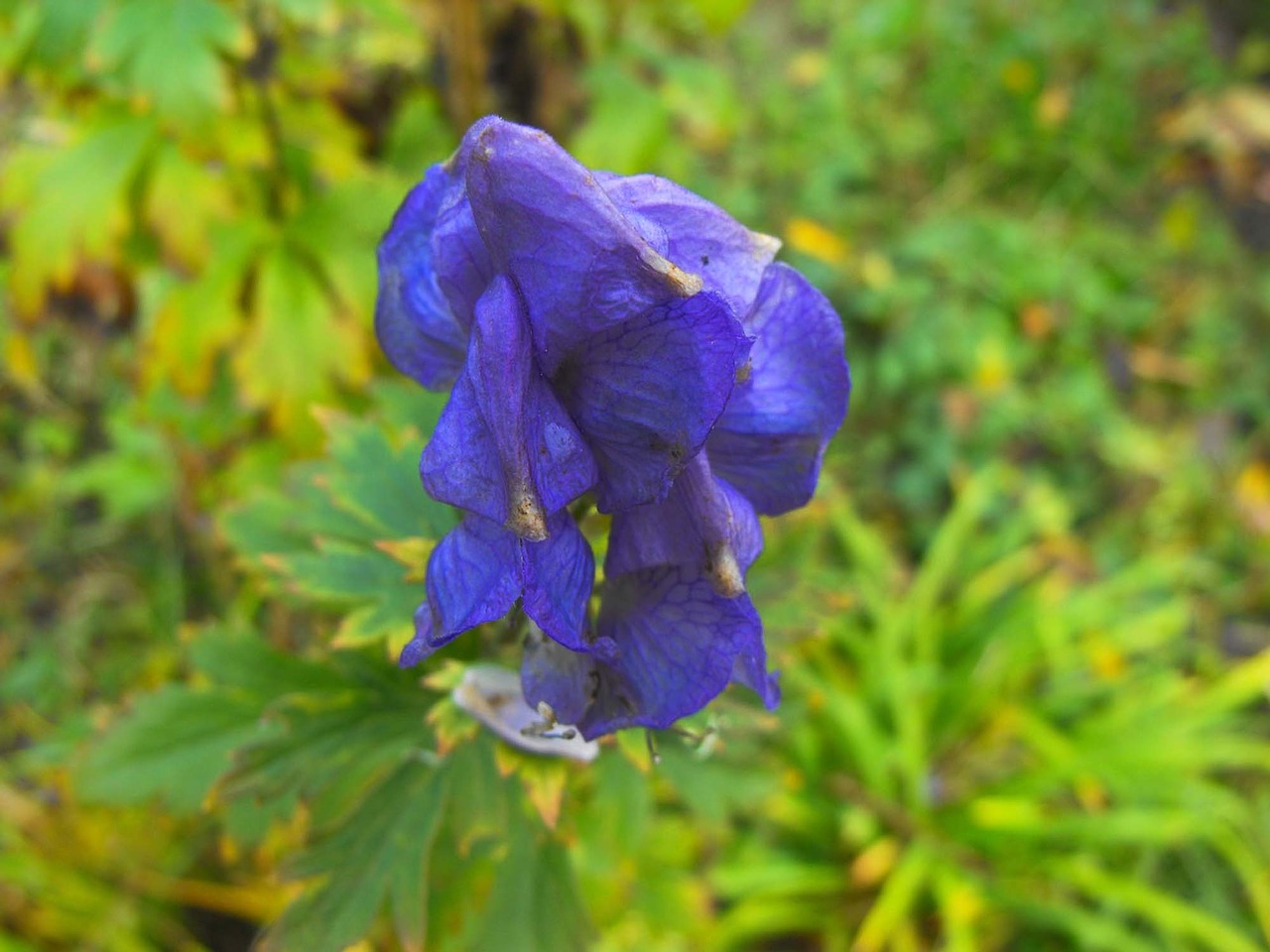 flower plant nature free photo