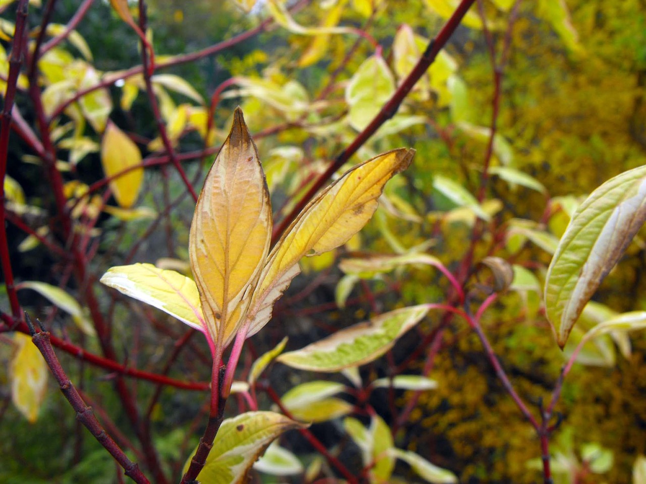 flower plant foliage free photo