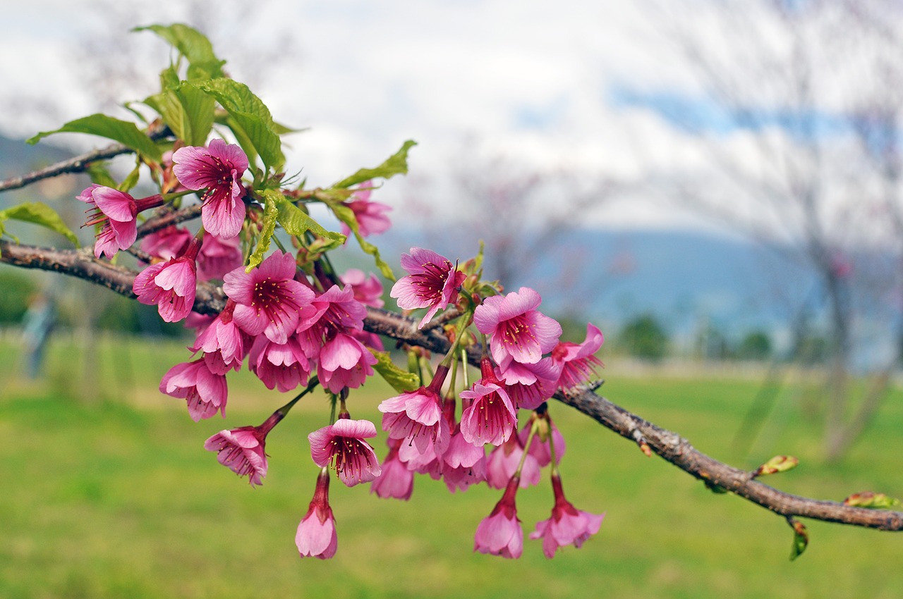 flower cherry blossom pink flower free photo