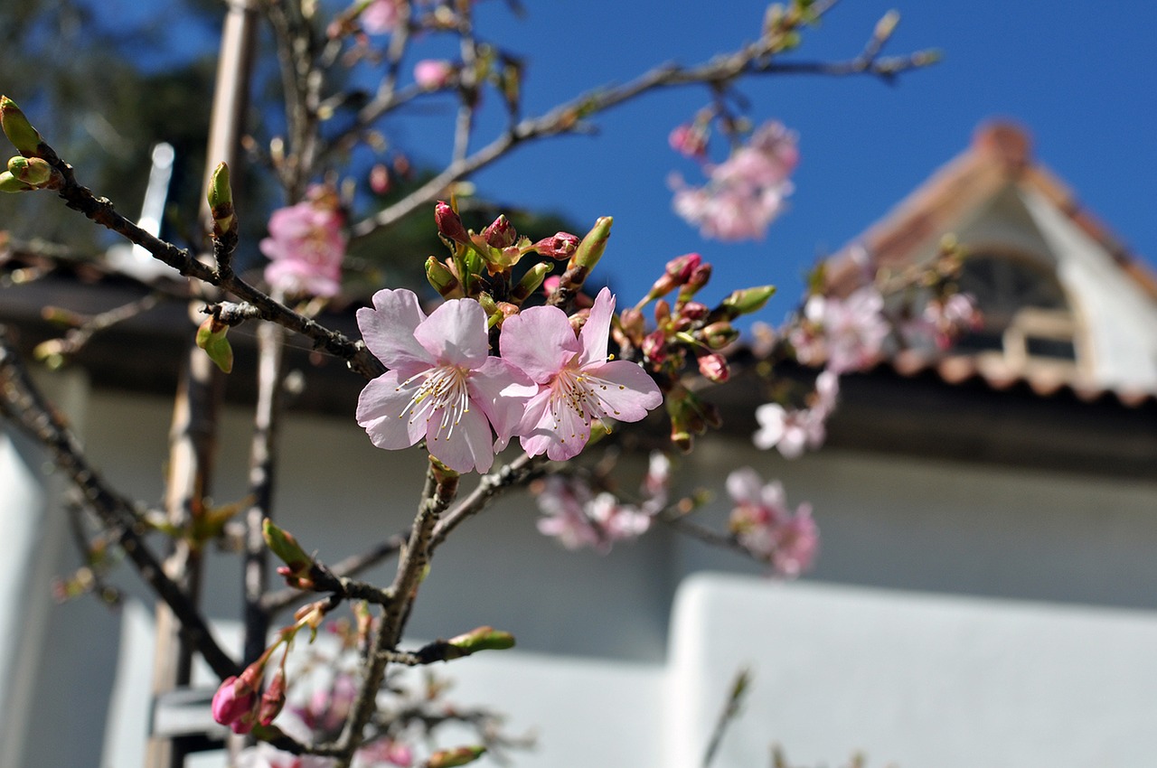 flower cherry blossom pink flower free photo