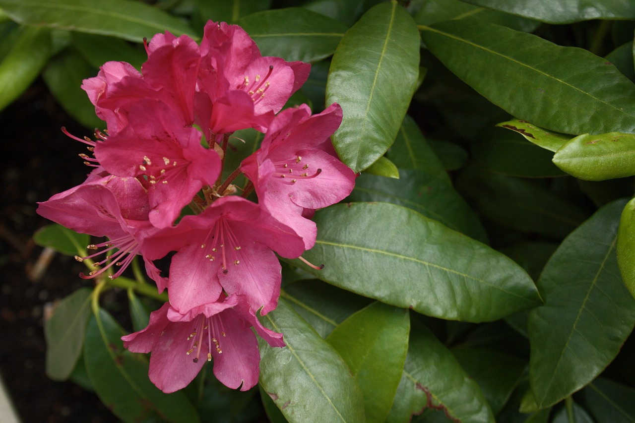 flower pink nature free photo