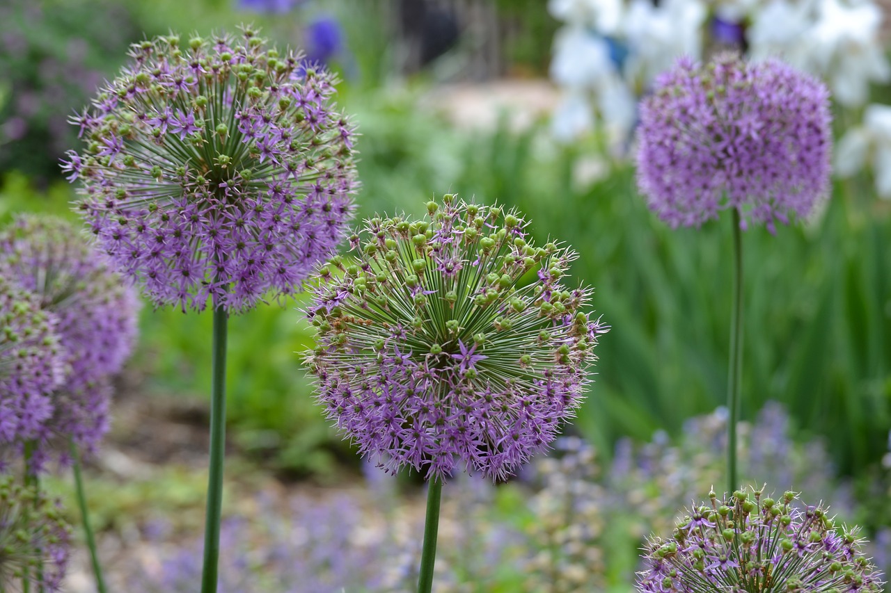 flower purple floral free photo