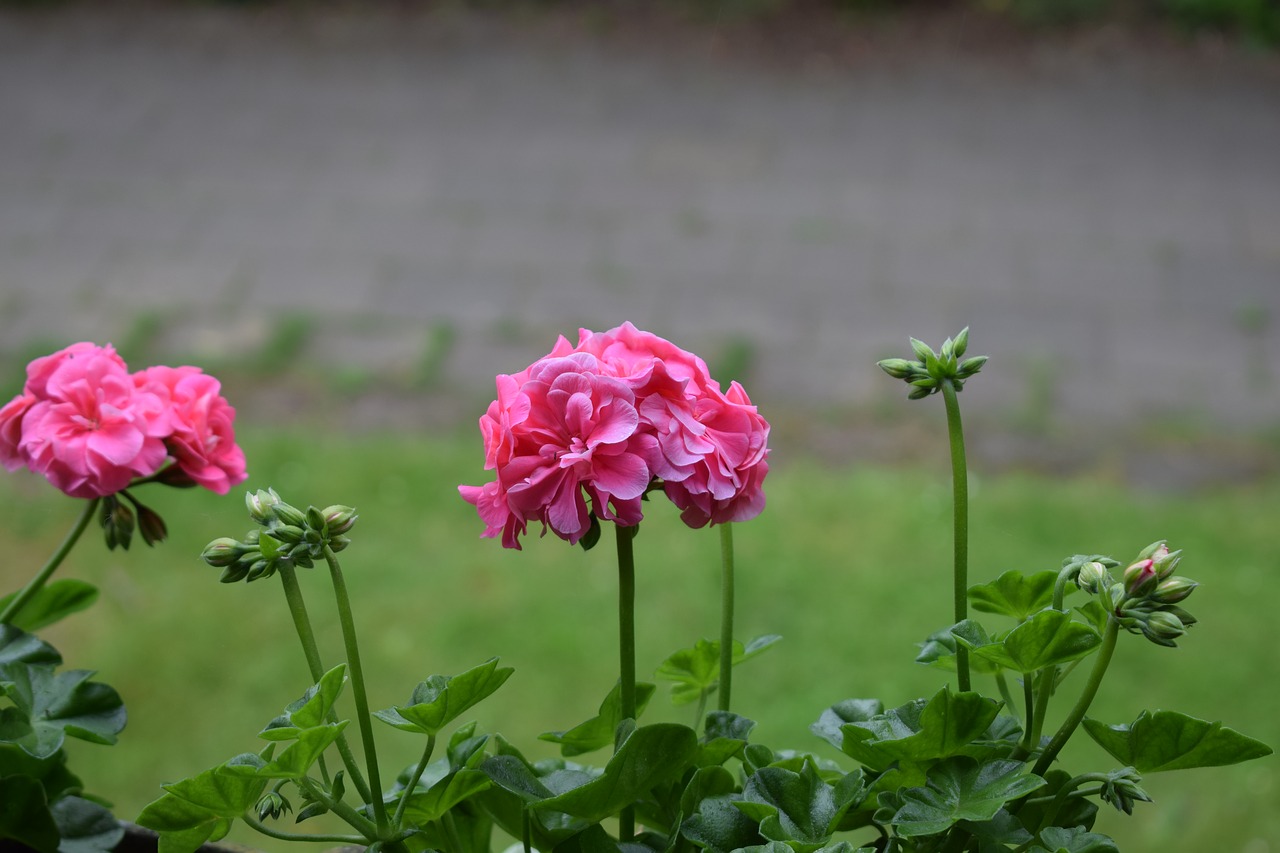 flower beautiful pink free photo