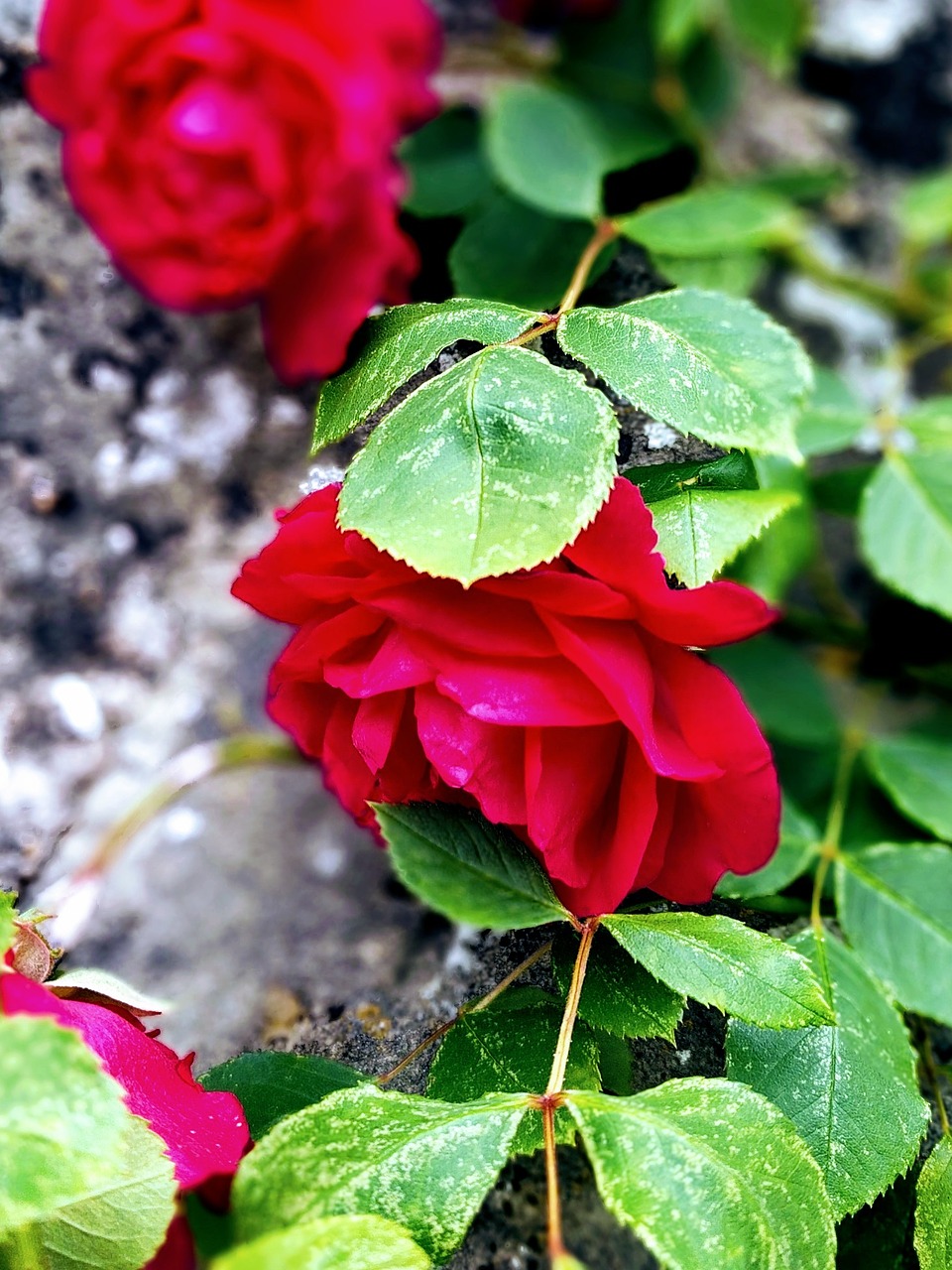 flower rose wall free photo