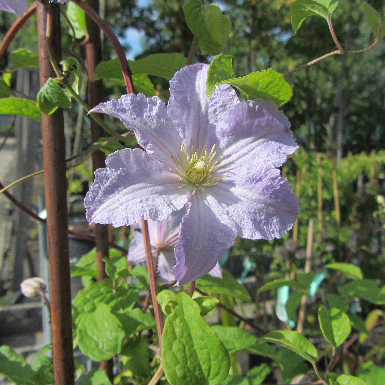 flower spring purple flower free photo