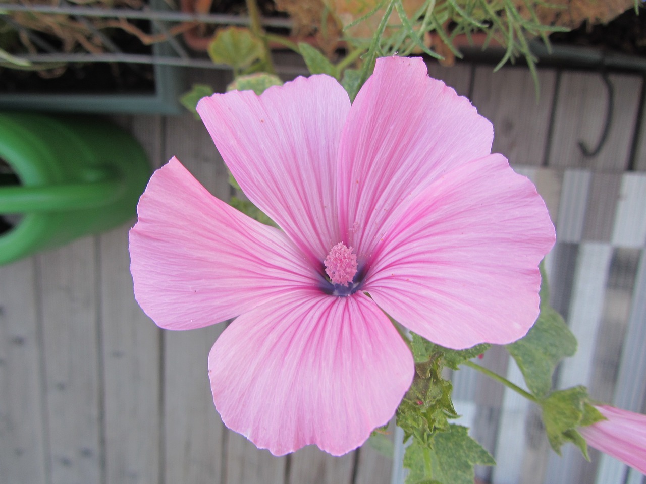 flower pink spring free photo