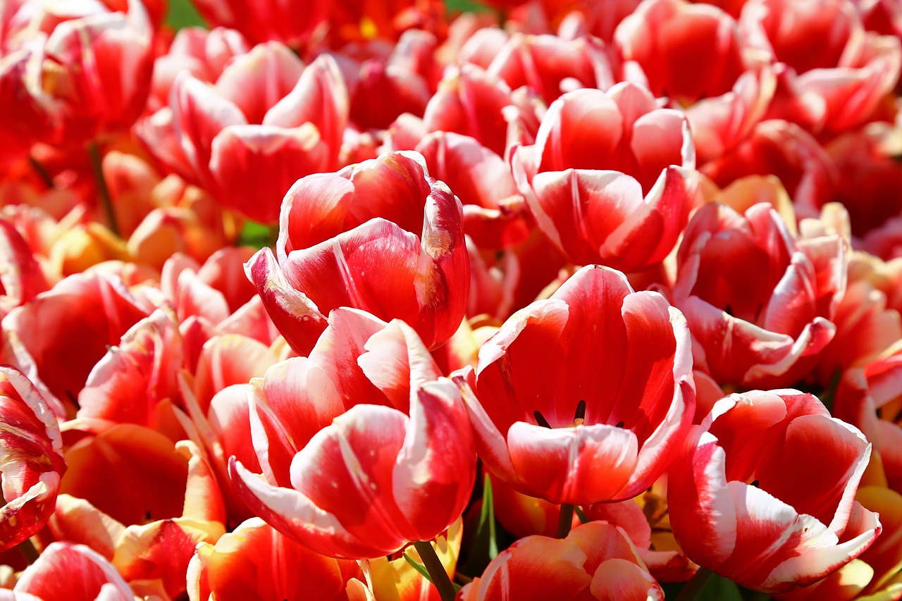 flower tulips red free photo