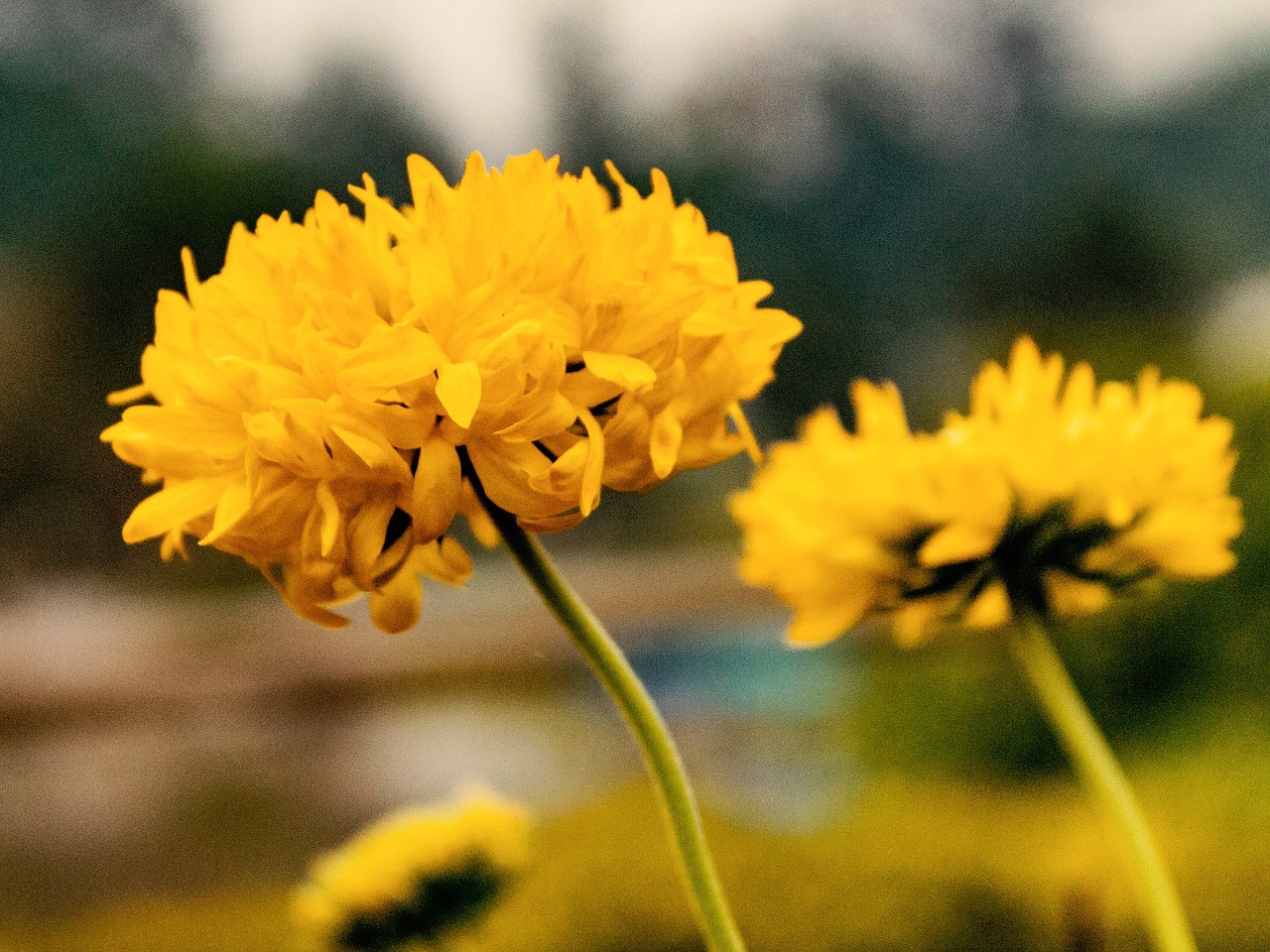 flower yellow yellow flowers free photo