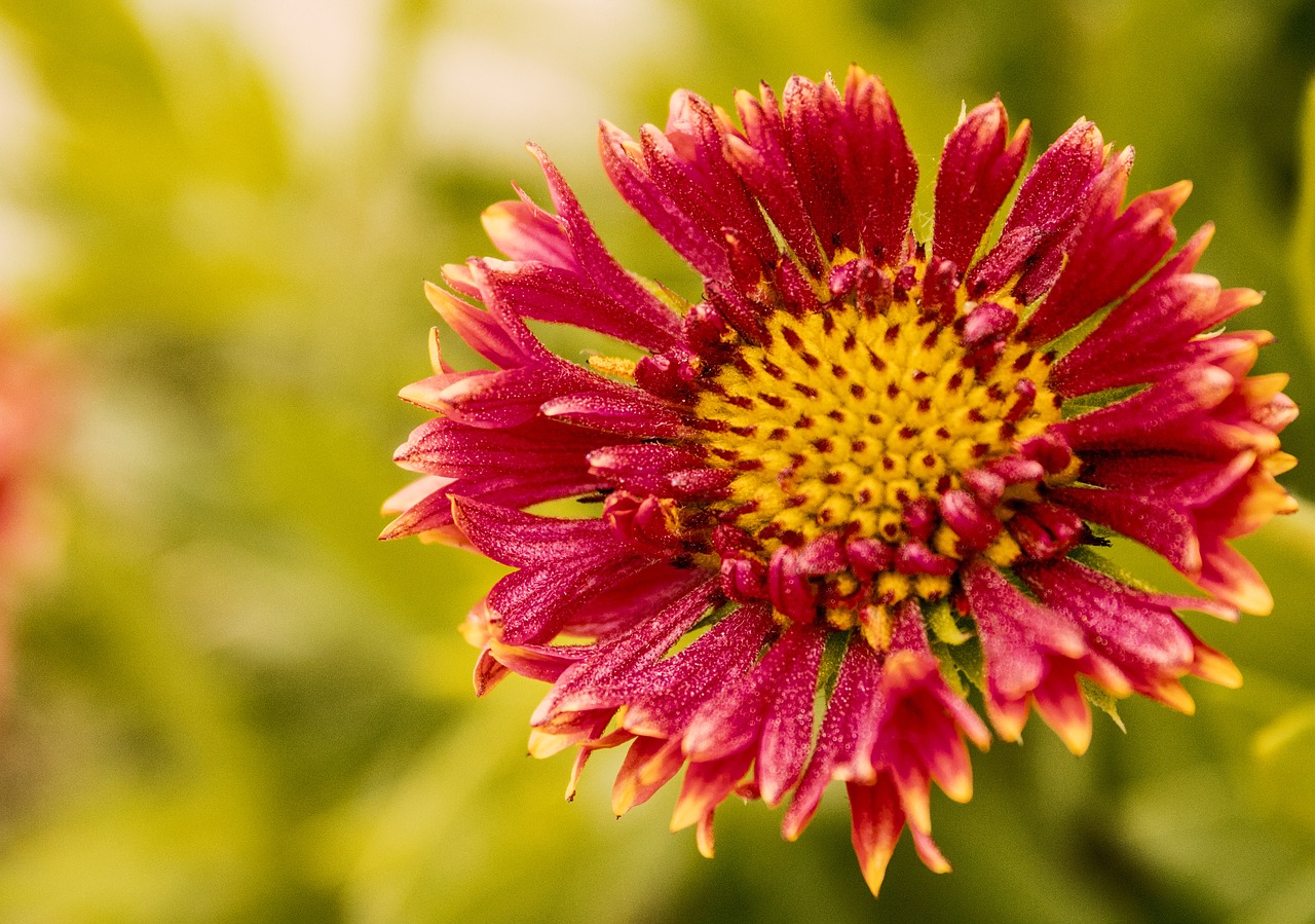 flower red flower red free photo