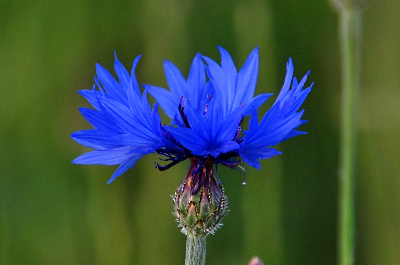 flower macro blue free photo