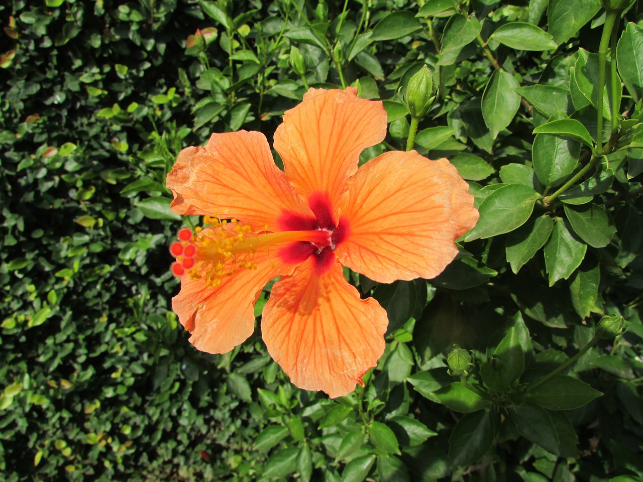 flower wildflower hibiscus free photo