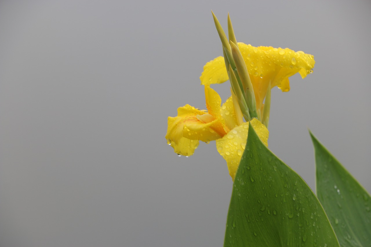 flower water droplets rain free photo