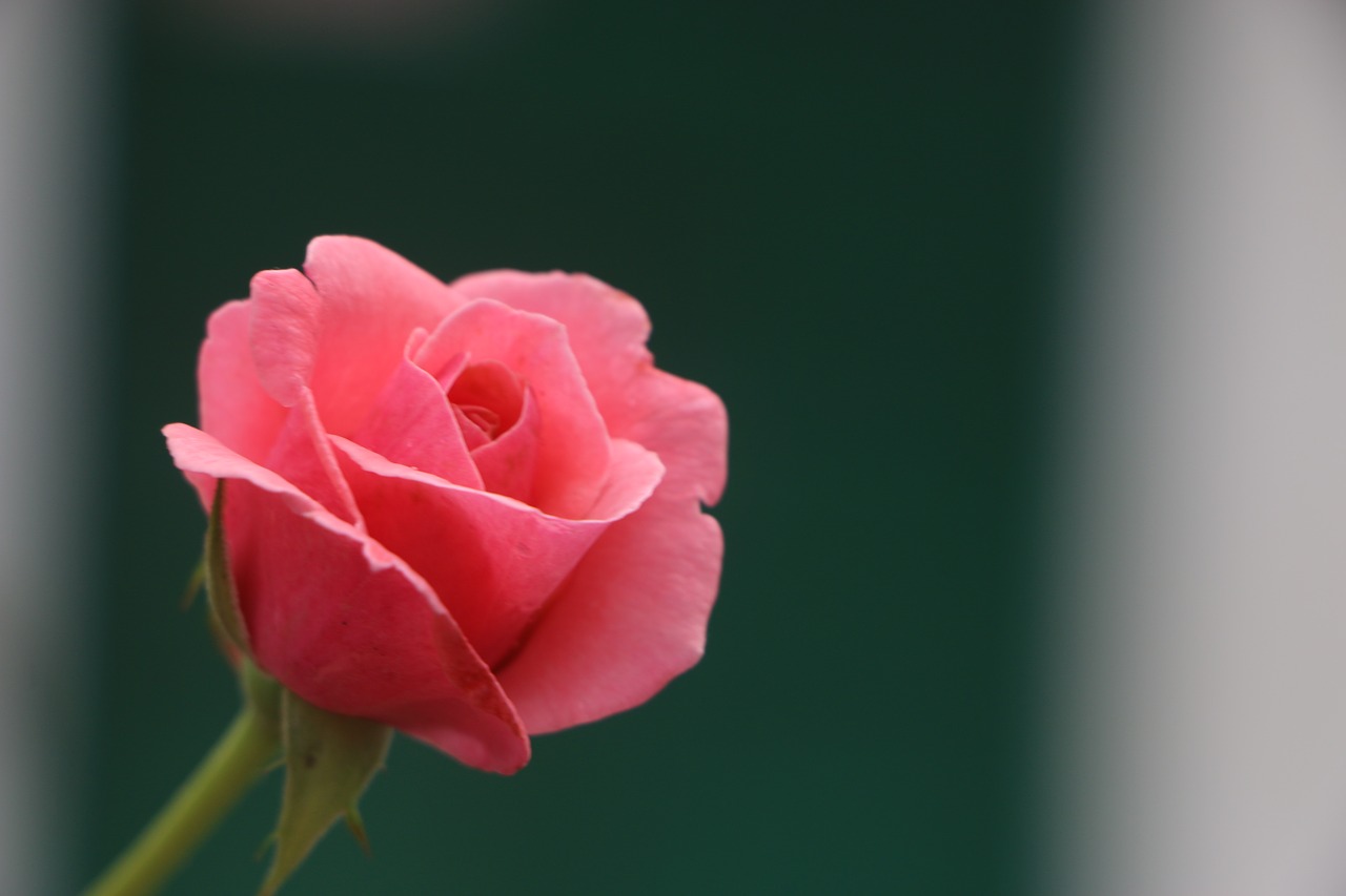 flower red rose beauty free photo