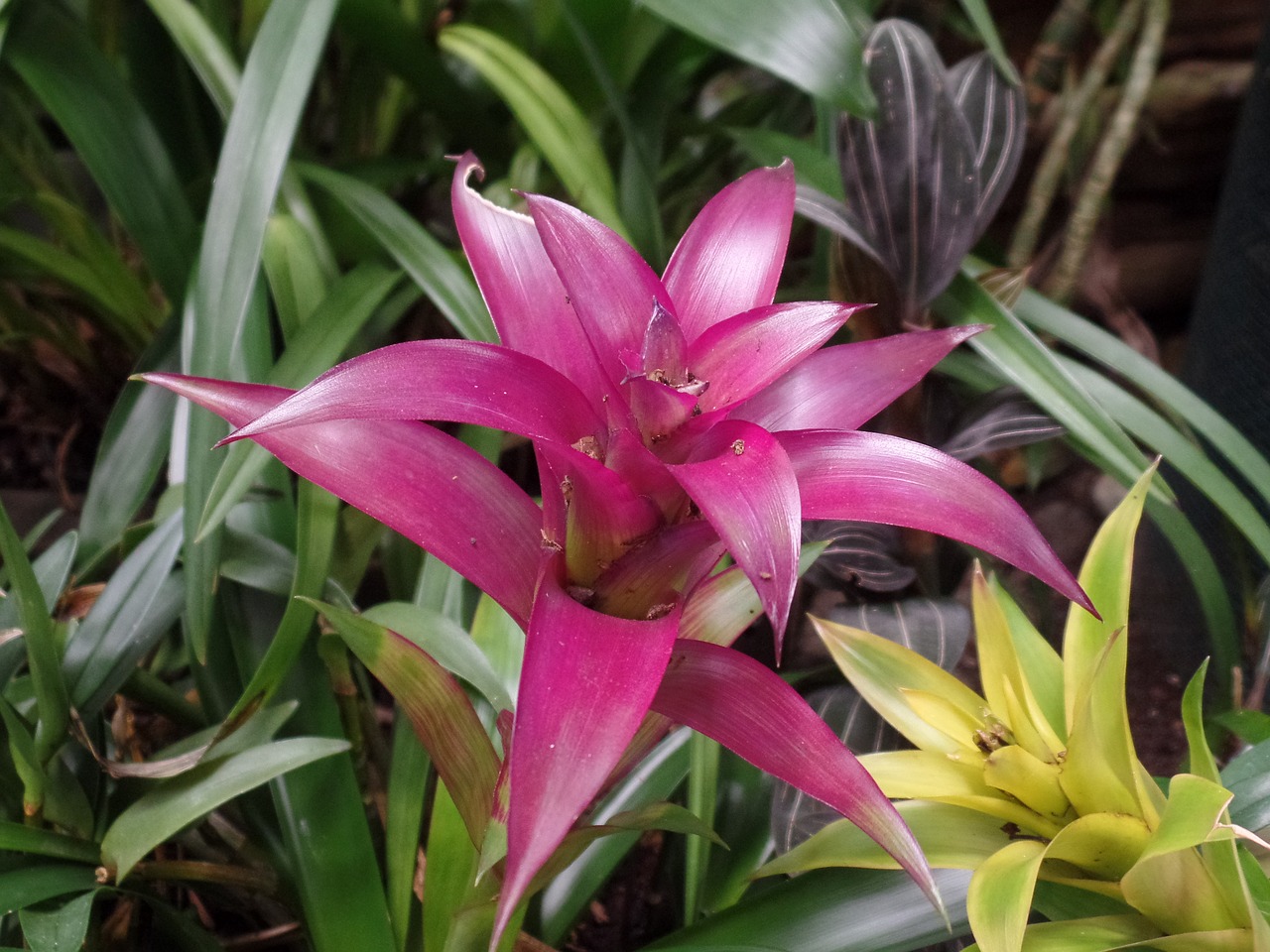 flower tropical magenta free photo