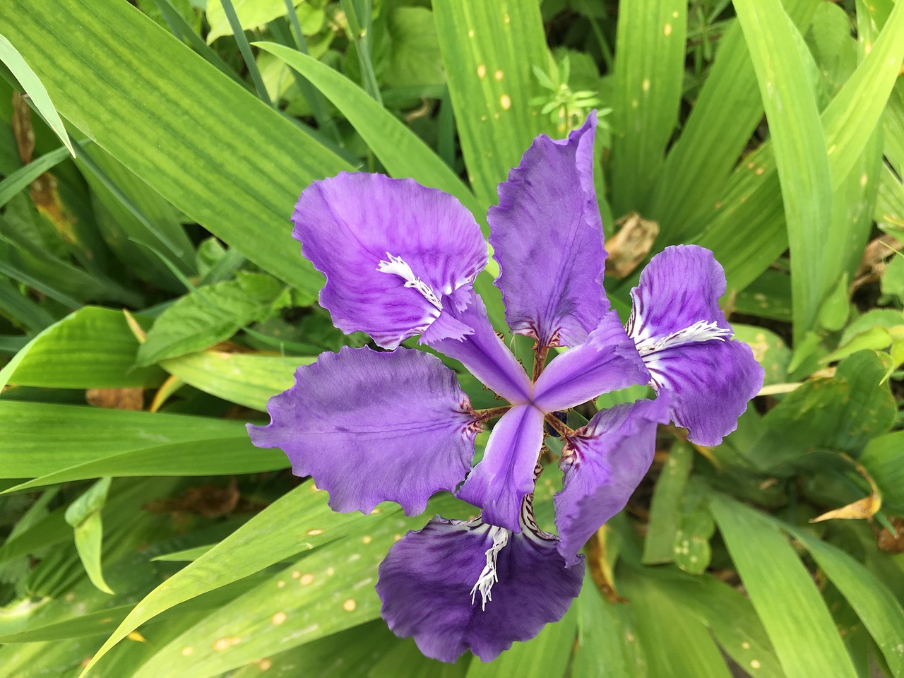 flower purple plant free photo