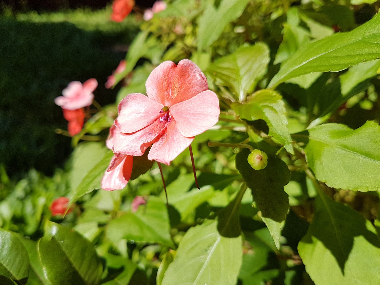 flower rosa green free photo