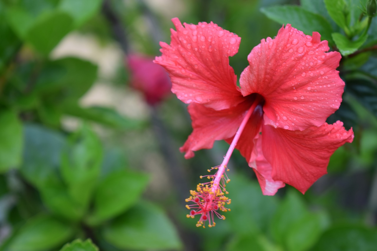 flower pink flowers plant free photo