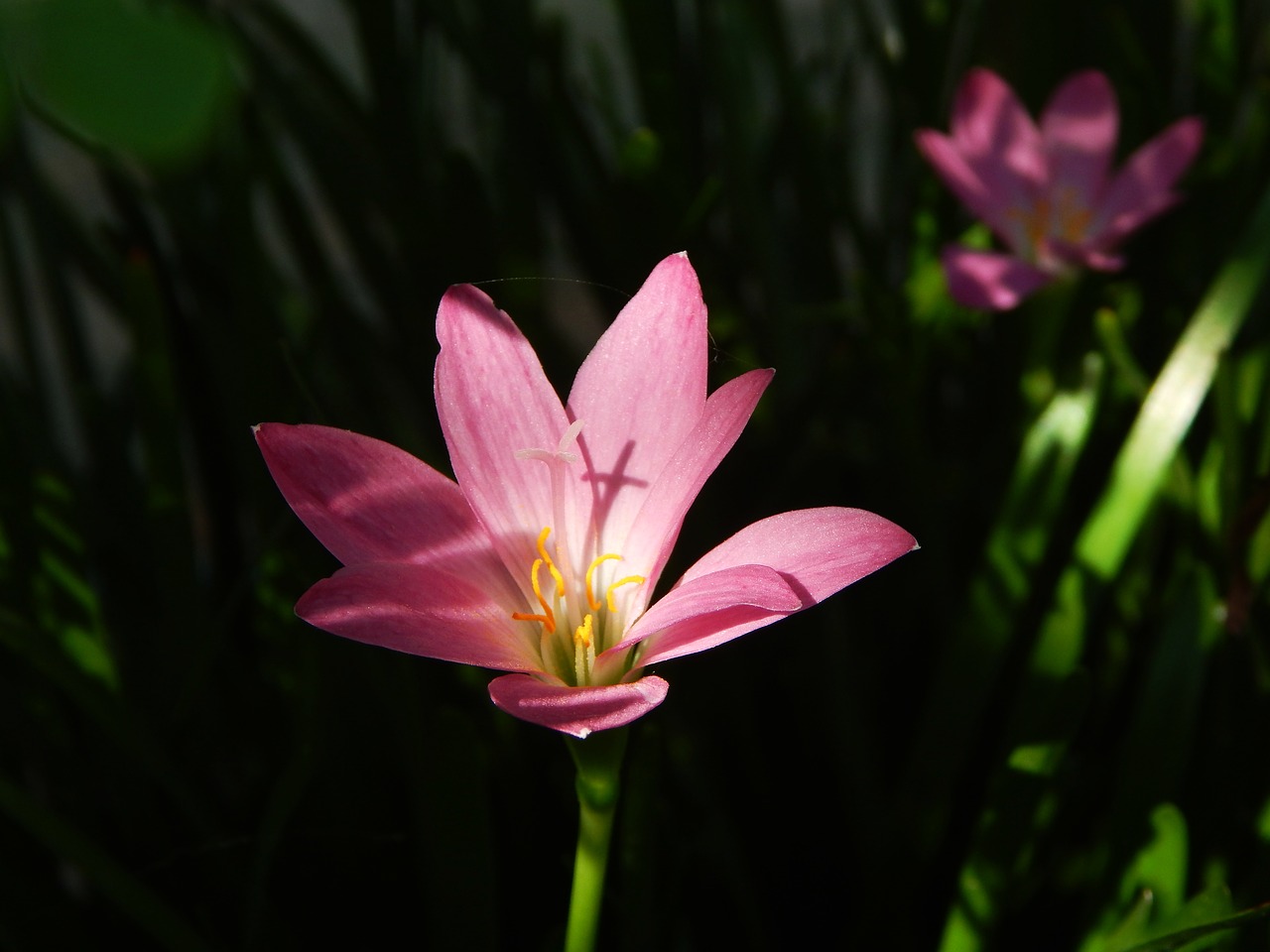 flower light spring free photo