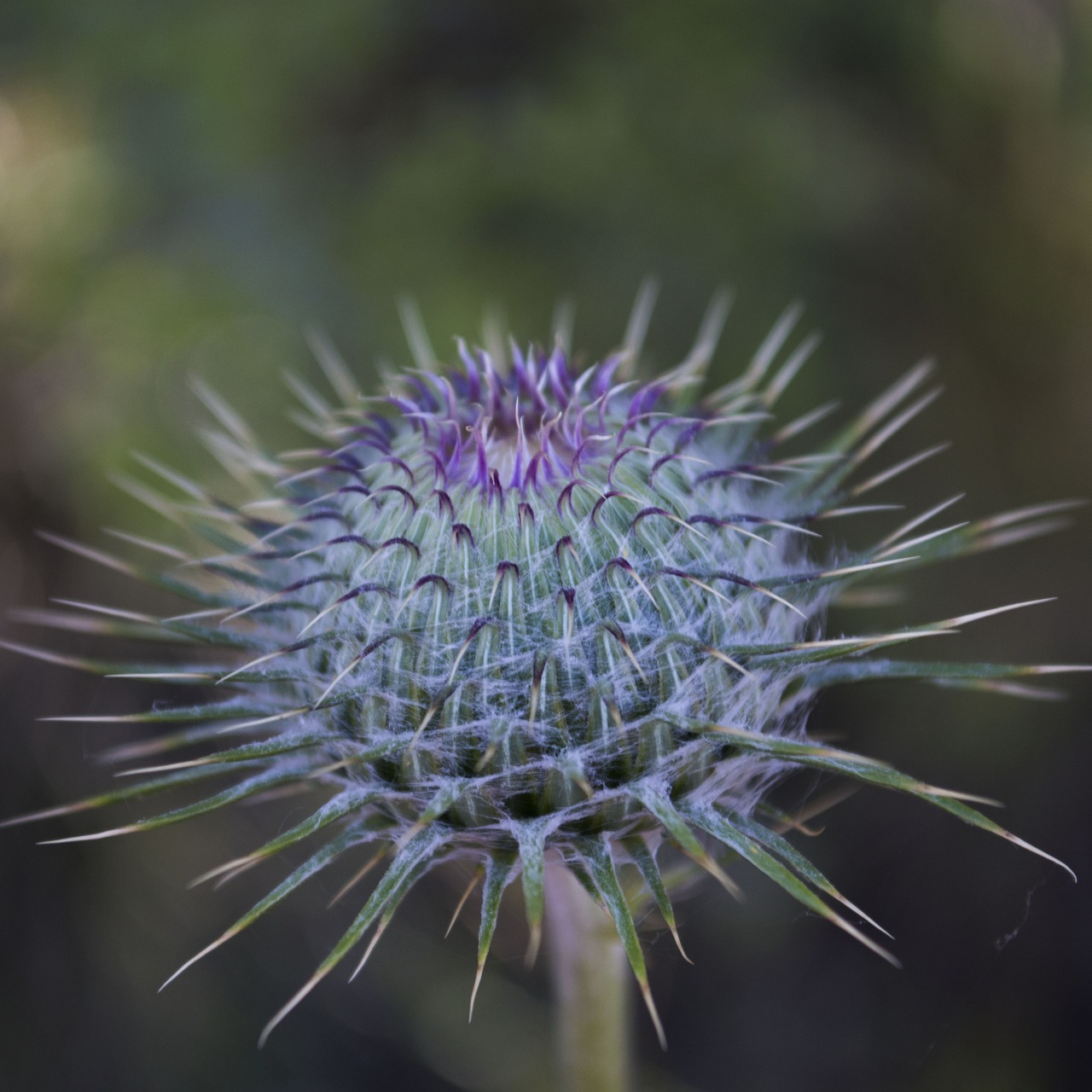 flower purple purple flower free photo