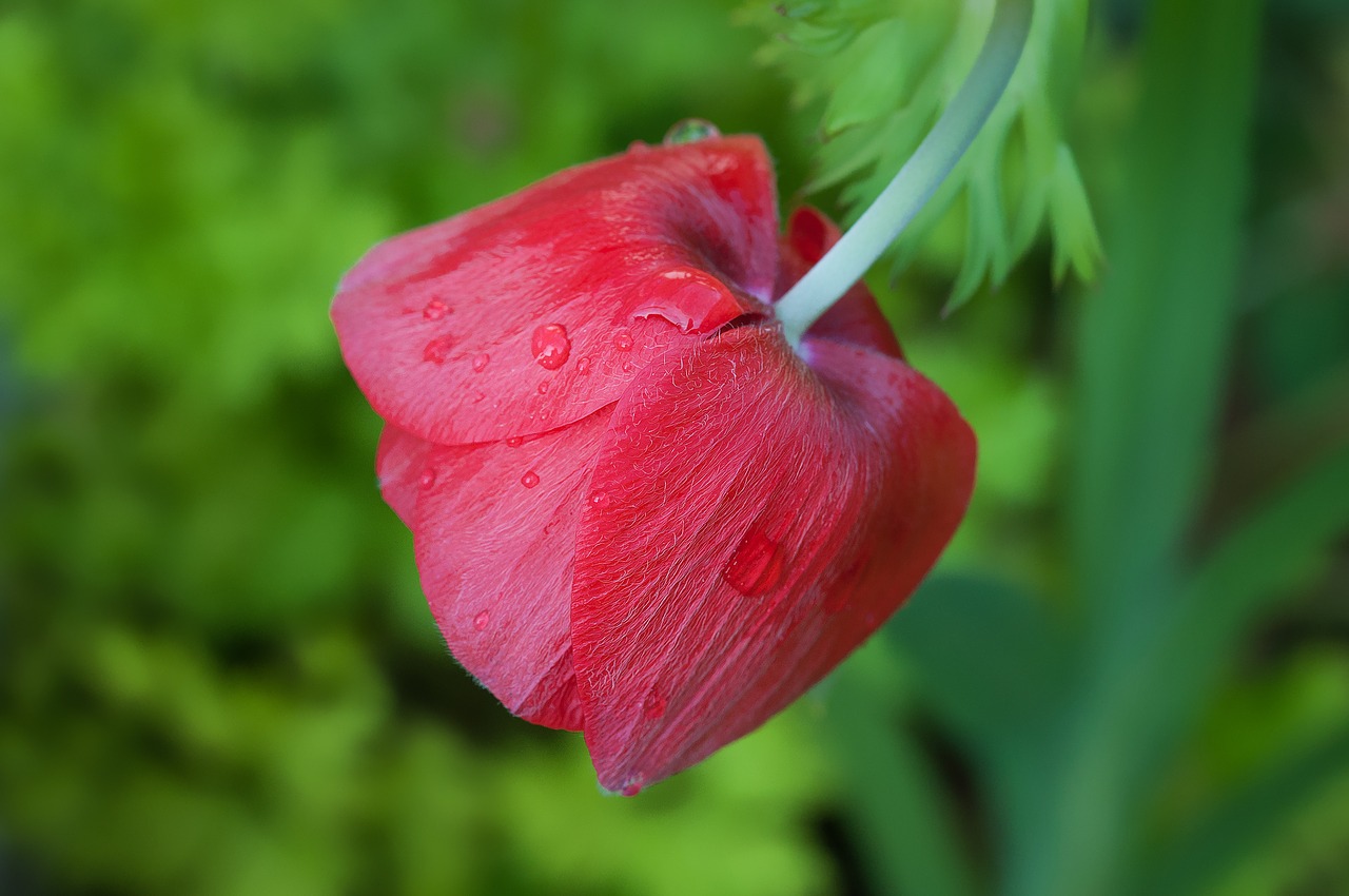 flower red flower blossom free photo