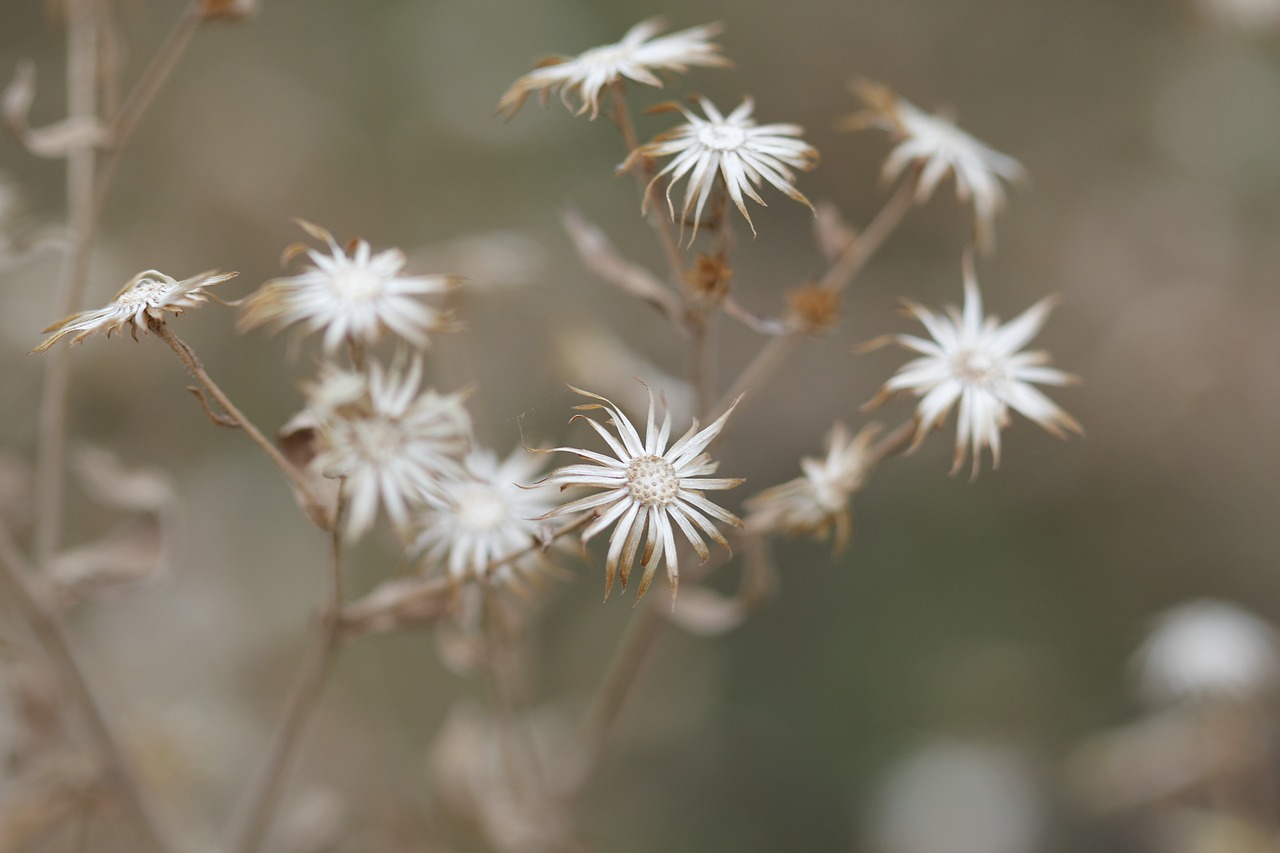 flower dry green free photo