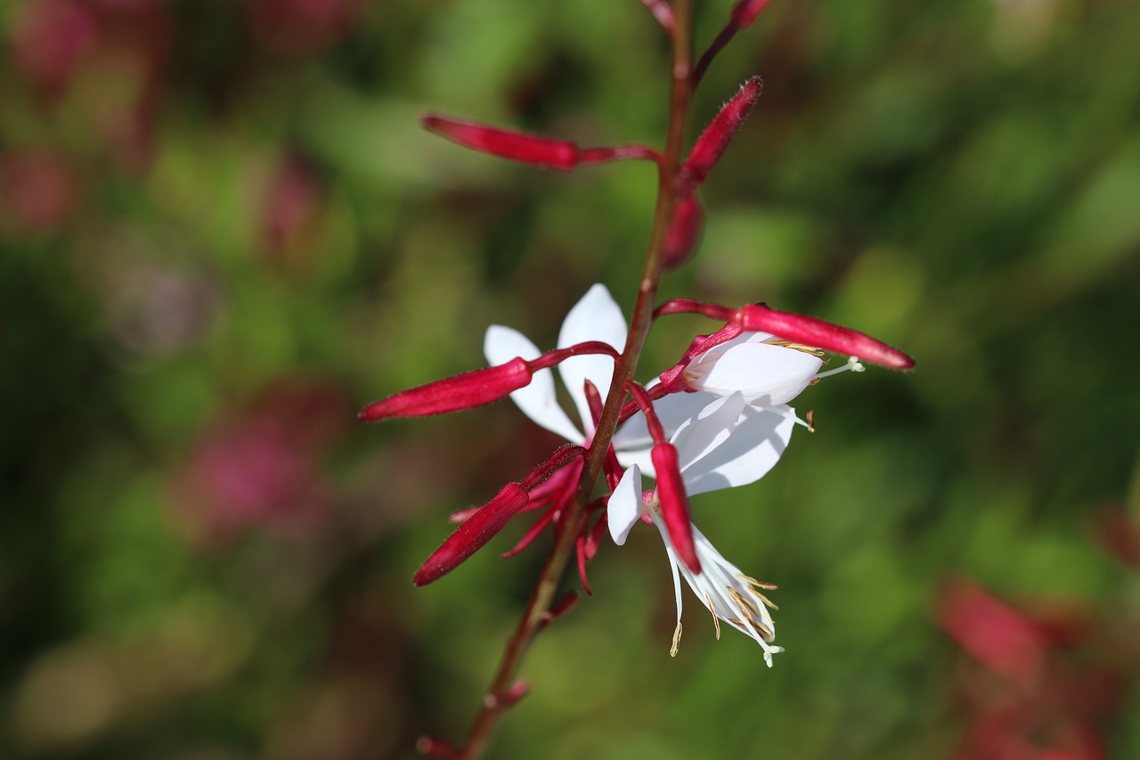 flower red nature free photo