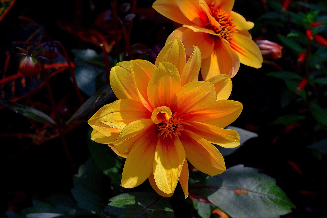 flower yellow orange free photo