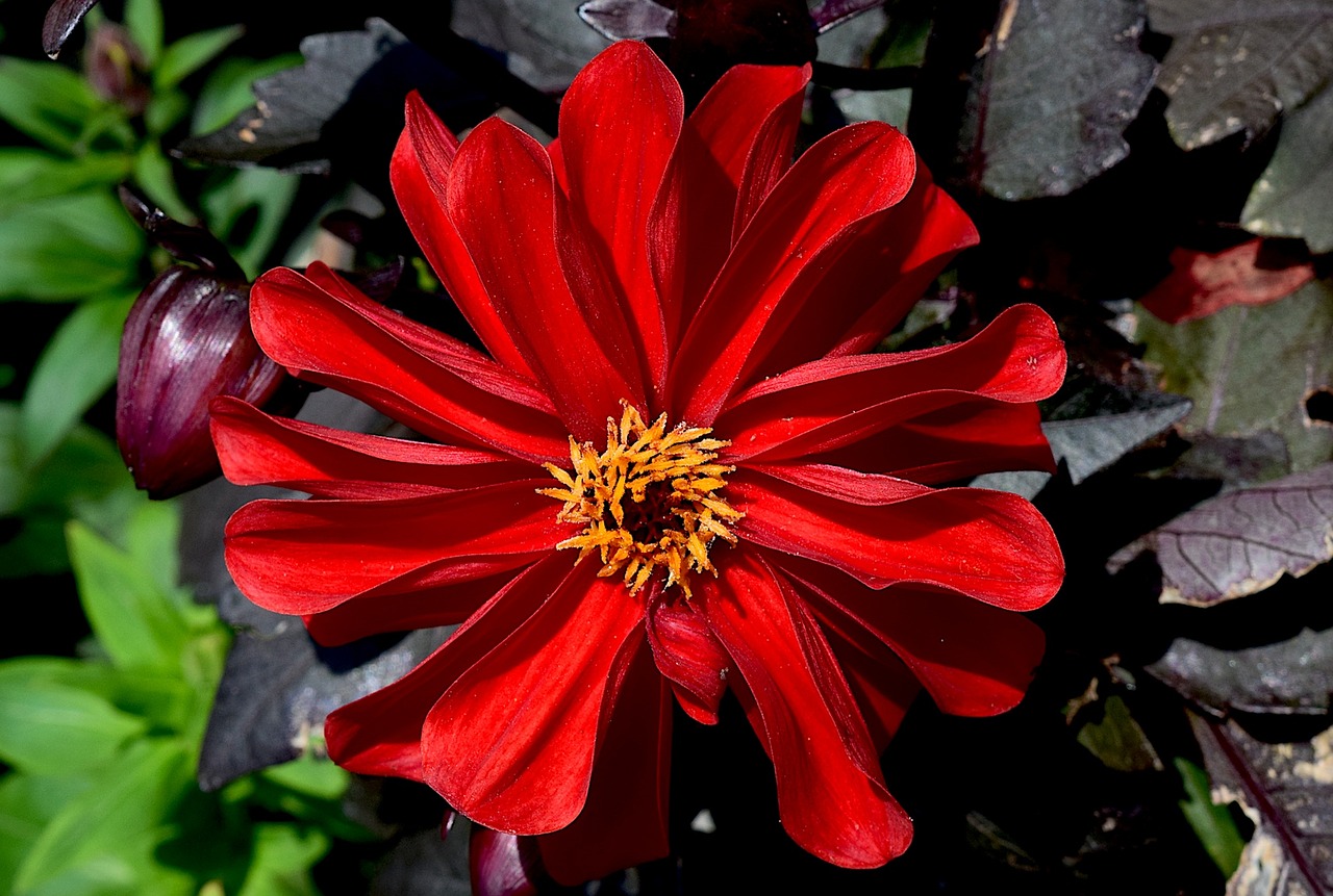 flower red orange free photo