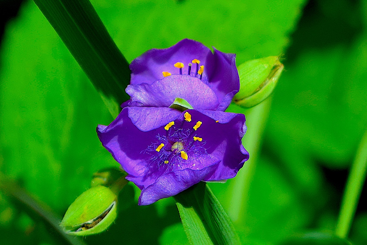 flower purple petal free photo