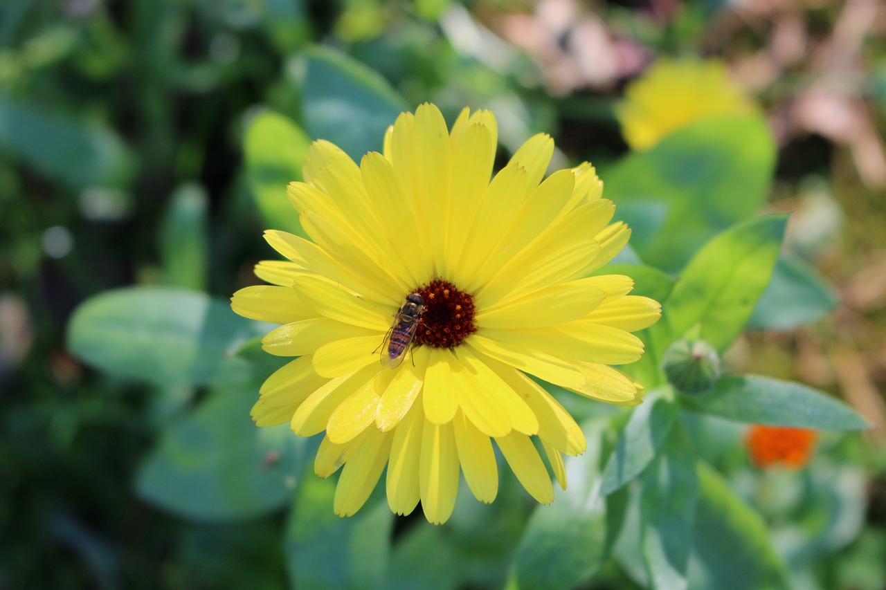 flower bee summer free photo