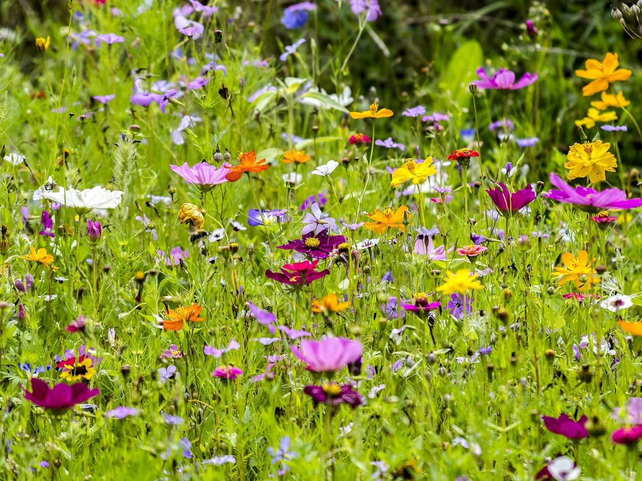 flower blossom bloom free photo