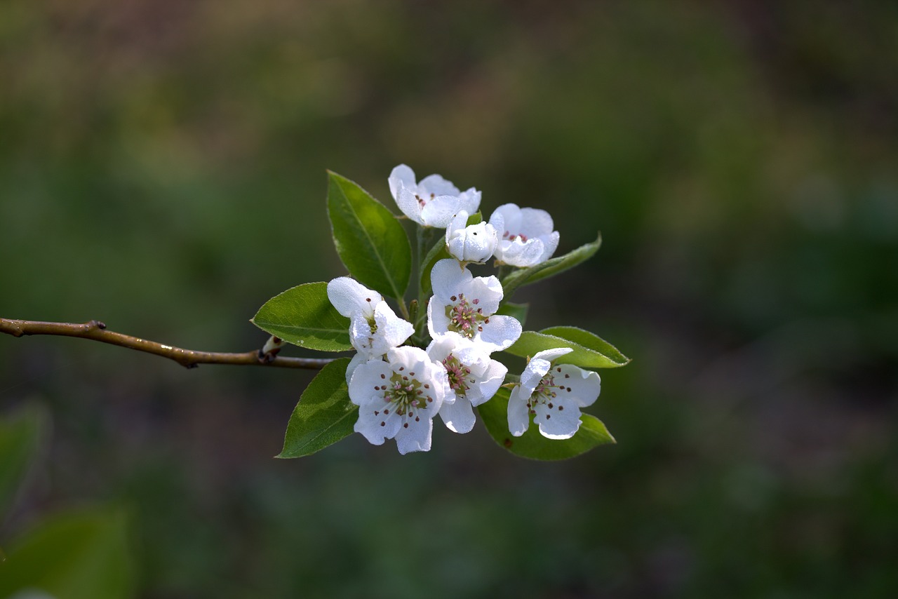 flower march spring free photo