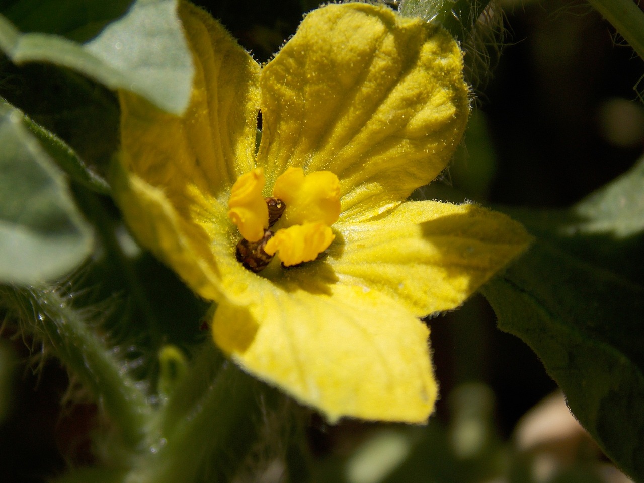 flower tomatoes tomato free photo