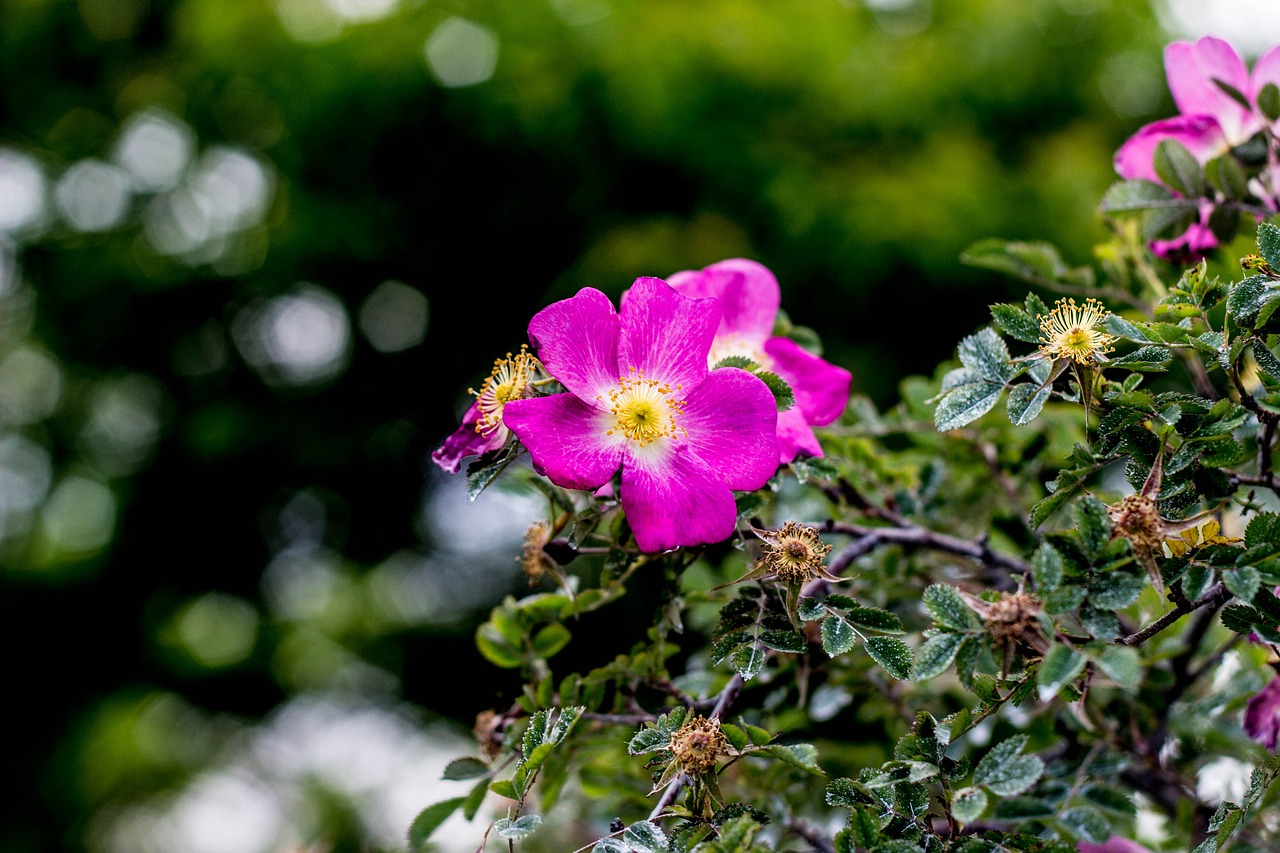 flower garden nature free photo