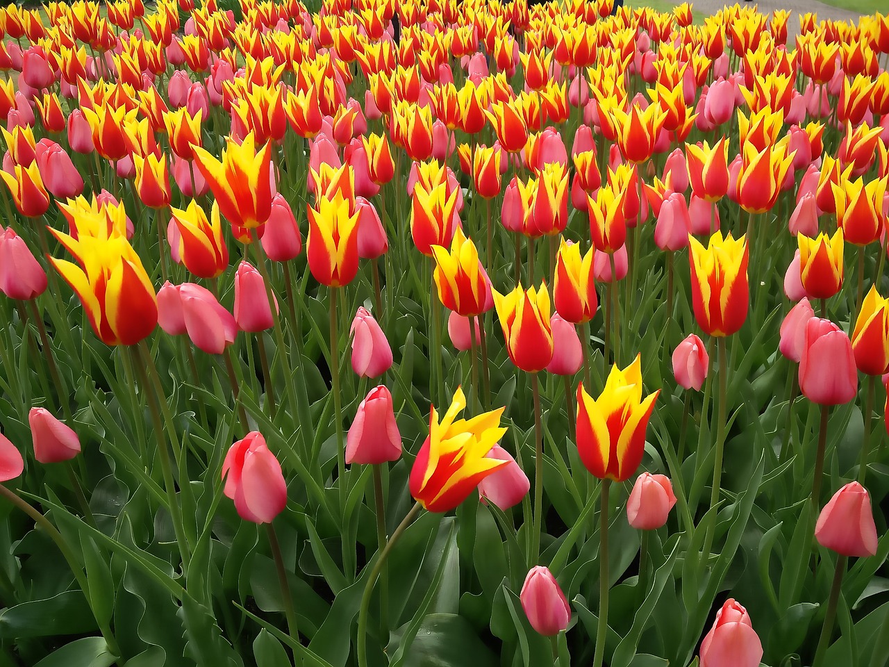 flower tulips park keukenhof free photo