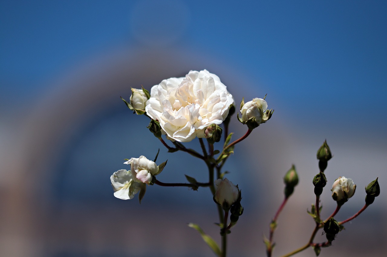 flower white nature free photo