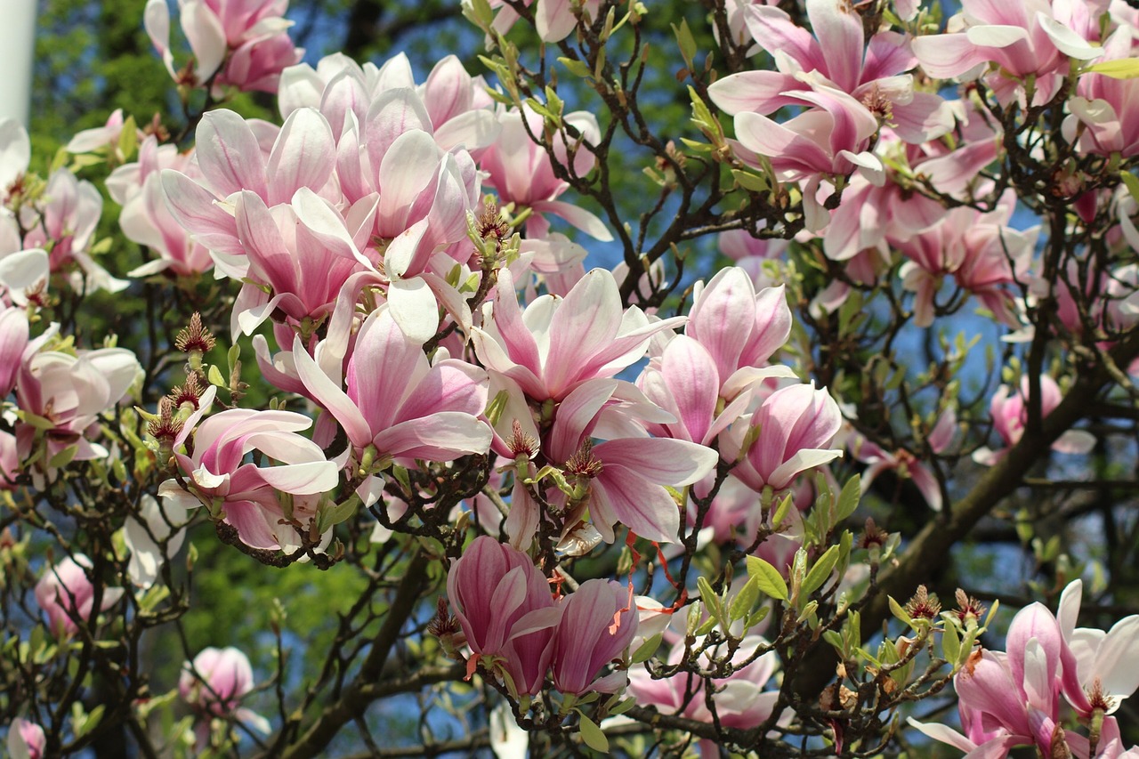 flower magnolia spring free photo