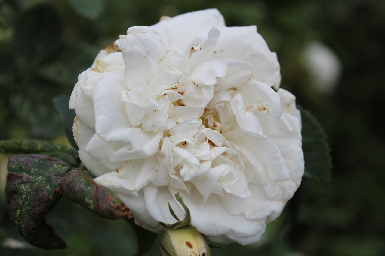 flower rose white rose free photo