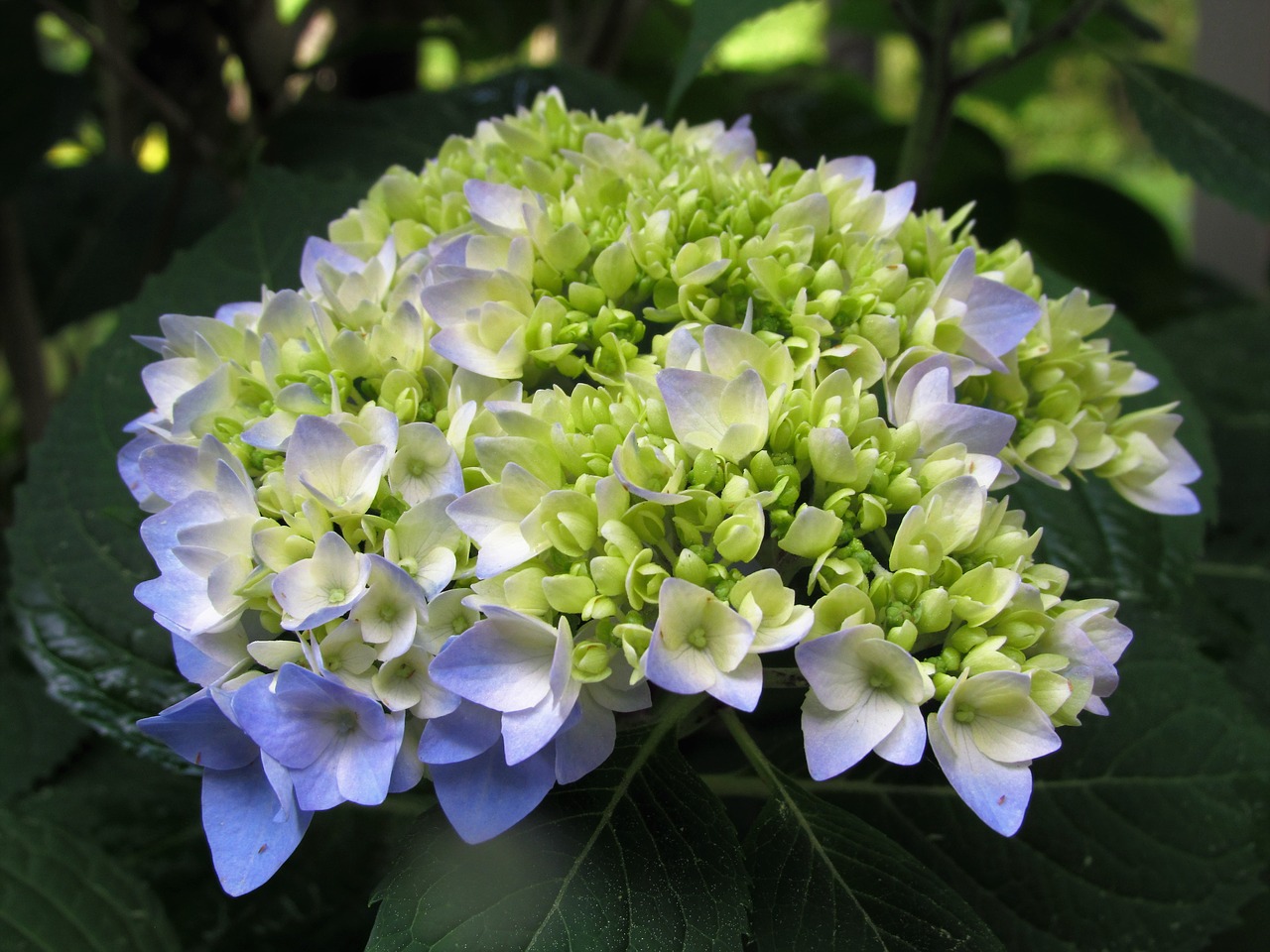 flower hydrangea plant free photo