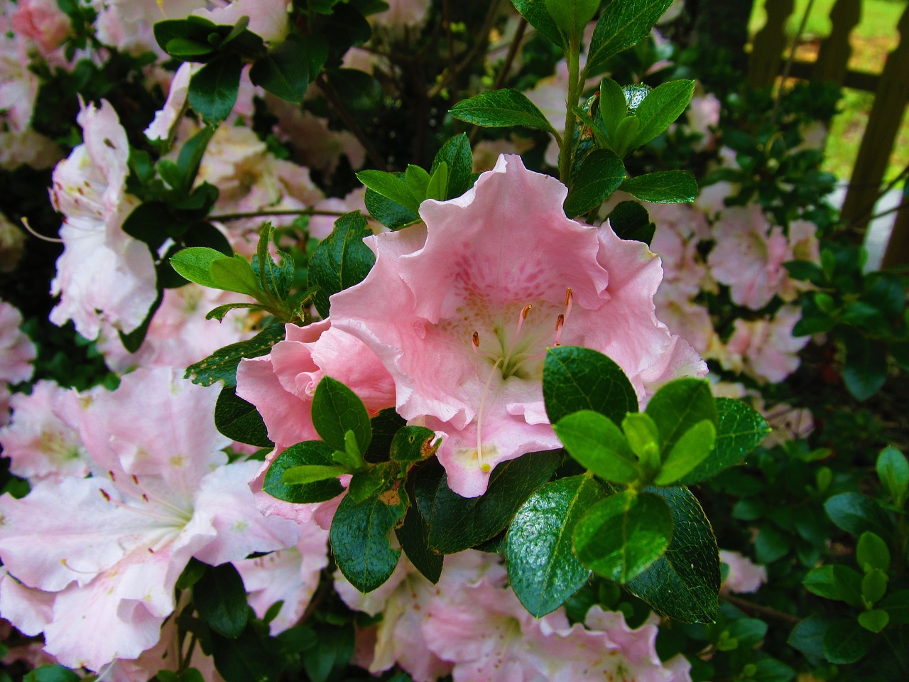 flower pink azalea free photo