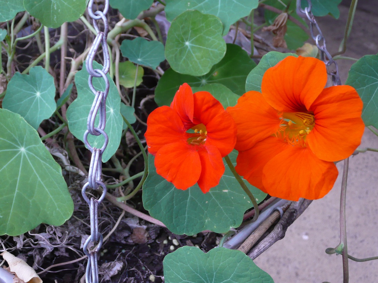 flower hanging basket green free photo