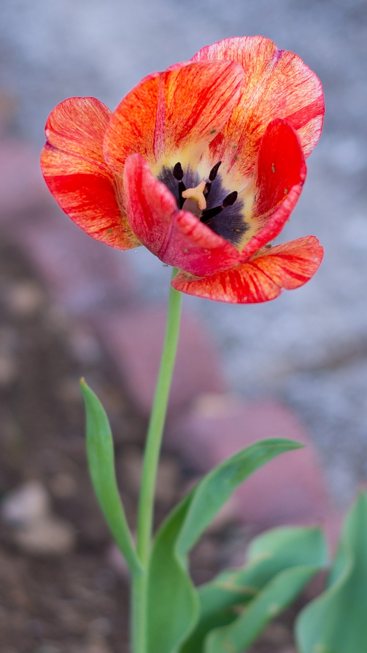 flower tulip outdoors free photo