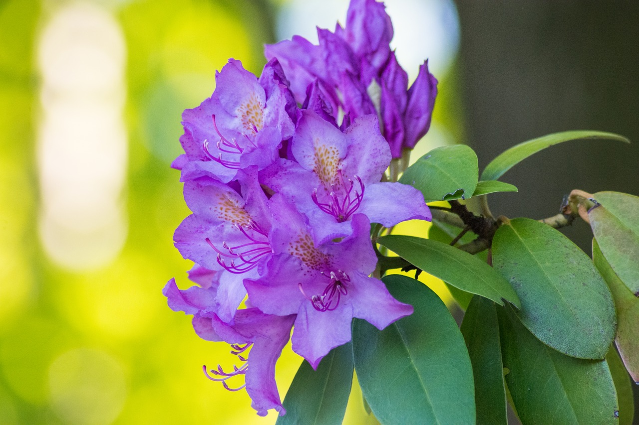 flower bokeh nature free photo