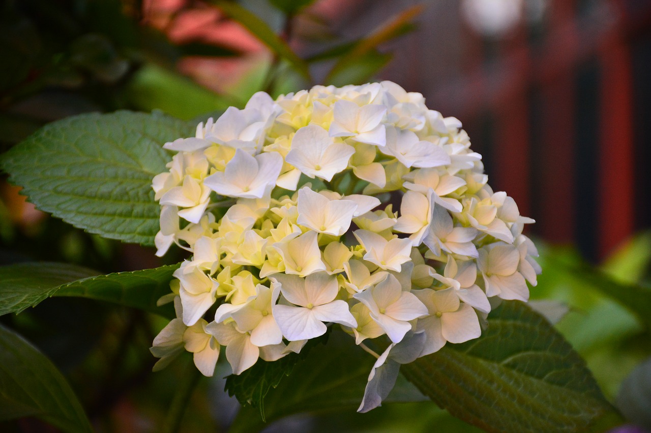 flower hydrangea the scenery free photo