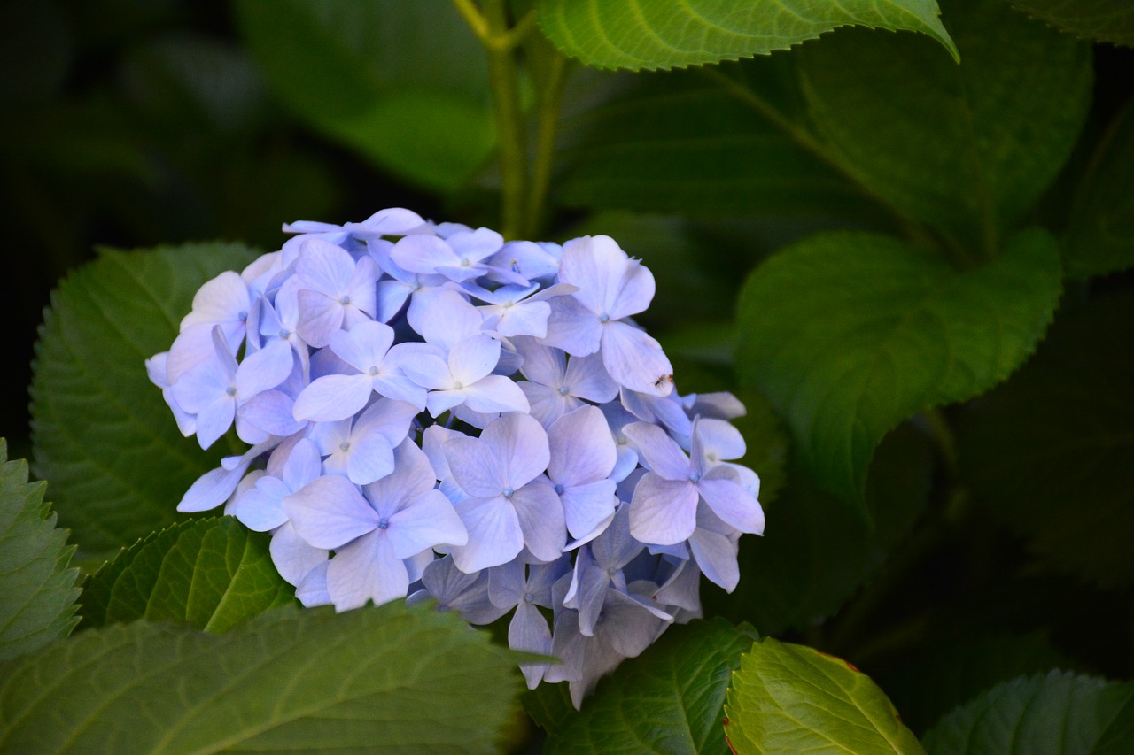 flower hydrangea the scenery free photo